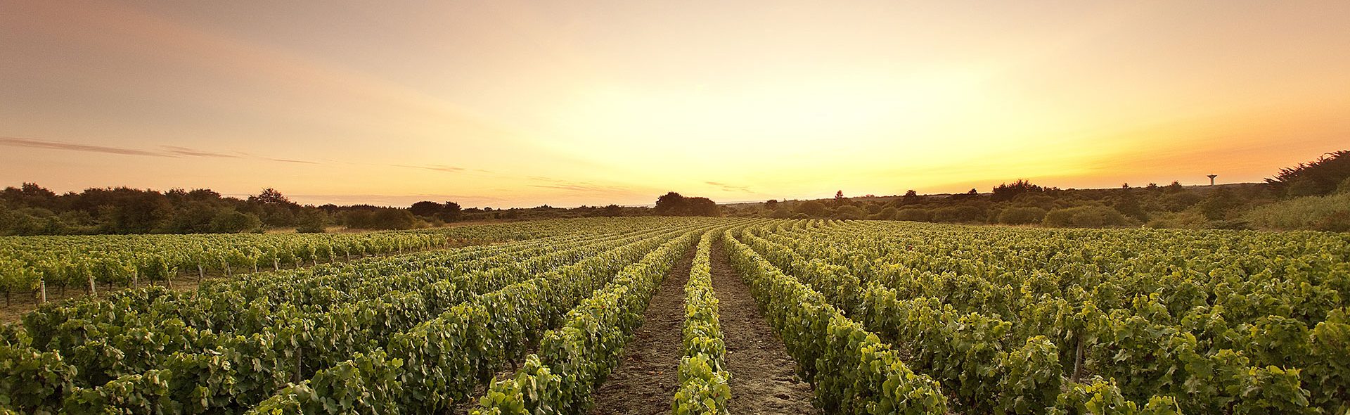 Camping Club Mahana : Vignobles Des Fiefs Vendéens Brem Sur Mer A