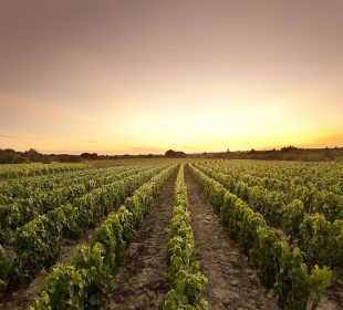 Camping Club Mahana : Vignobles Des Fiefs Vendéens Brem Sur Mer A