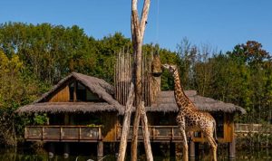 Camping Club Mahana : Lodge Girafe