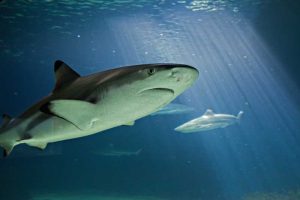 Camping Club Mahana : Sortie Aquarium Espece Requin Pointes Noires Carcharhinus Melanopterus Aquarium Vendee