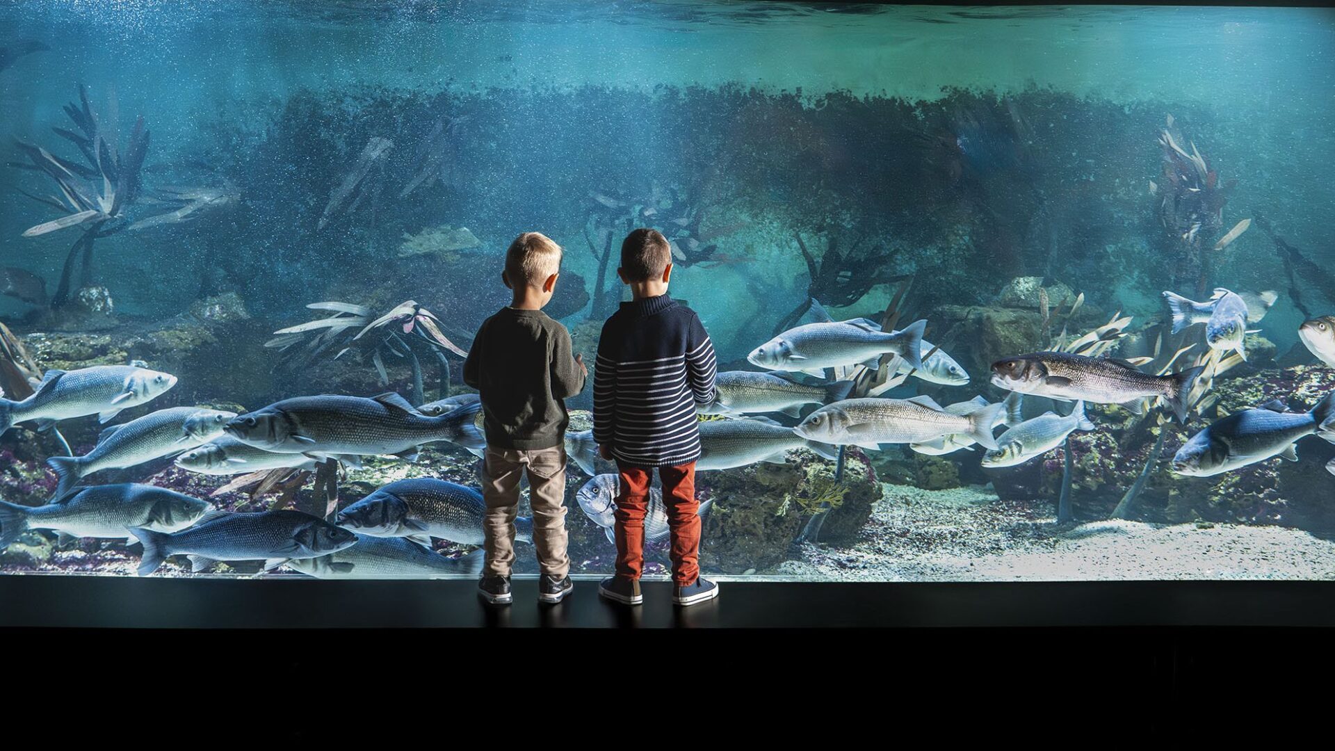 enfants bassin bar sables olonne aquarium vendee