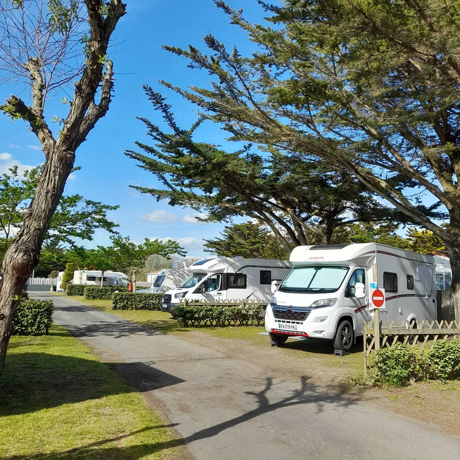 Campers parked under the trees at the campsite.